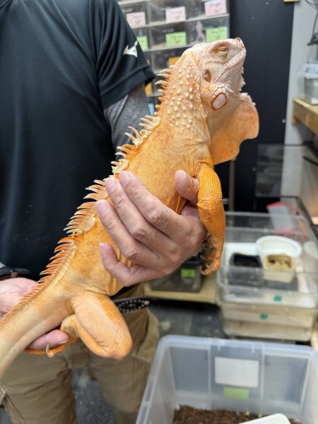画像1: グリーンイグアナ　サンセットアルビノ　アダルトオス (1)
