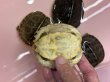 画像2: ヒジリガメ　国内CB (2)