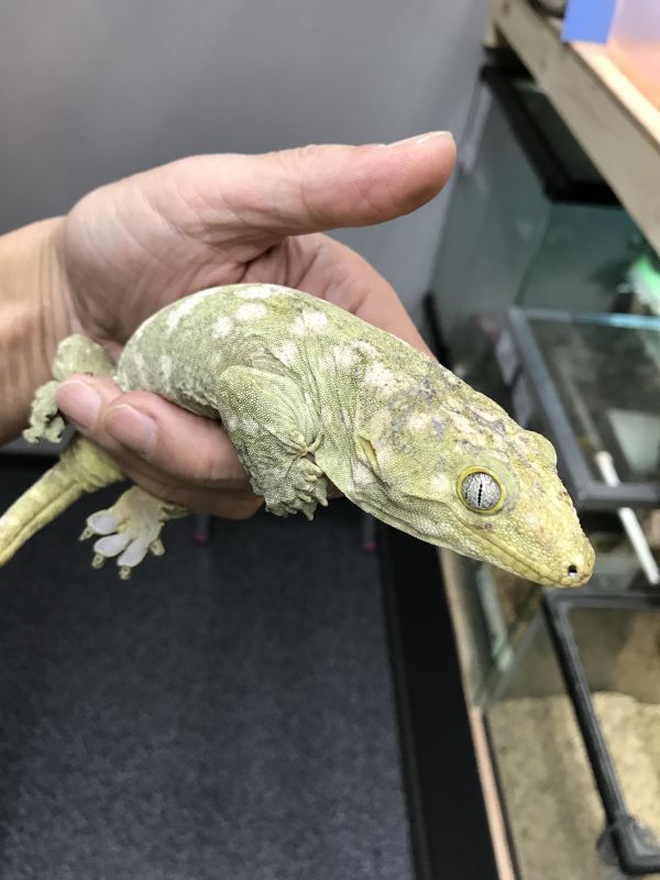 ジャイアントゲッコー ♀ヘンケリー