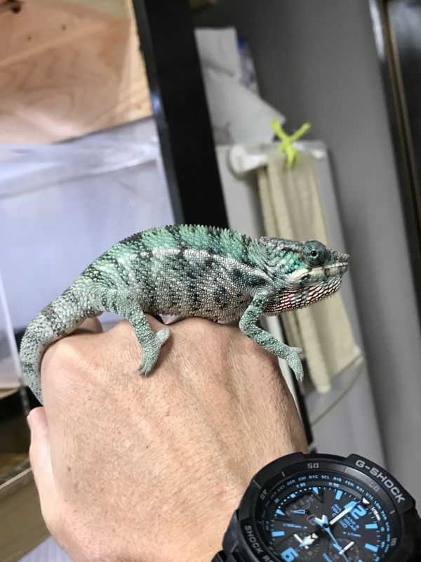 パンサーカメレオン ノシベ 国内cb Terra