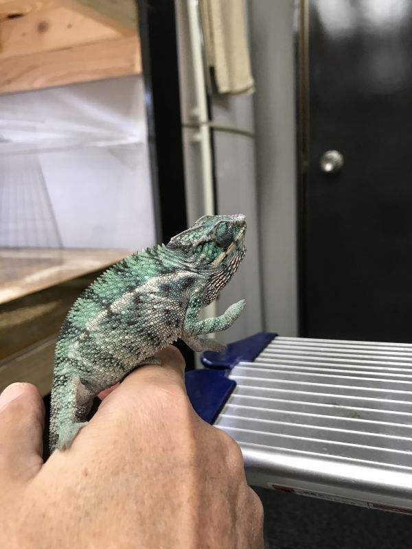 パンサーカメレオン ノシベ 国内cb Terra