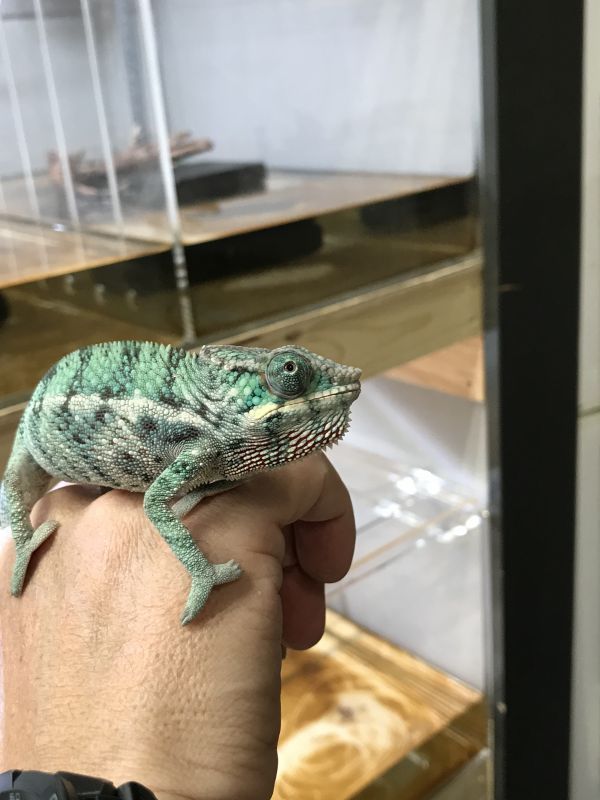 パンサーカメレオン ノシベ 国内cb Terra