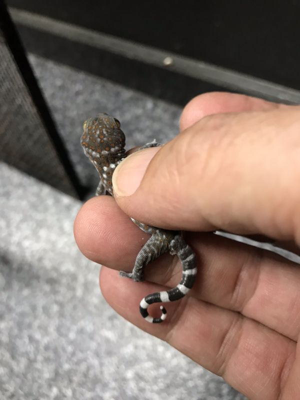 トッケイゲッコー 国内cbベビー Terra