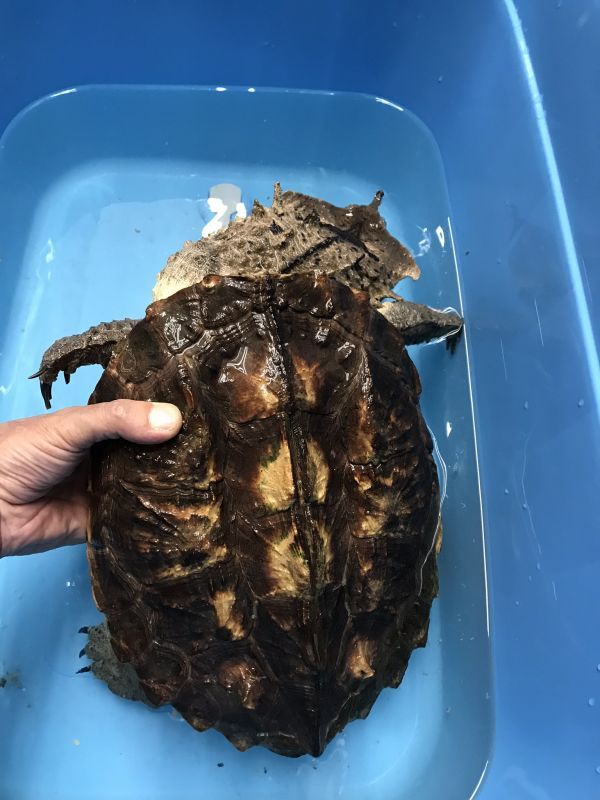 マタマタ 甲長30cm Terra マタマタ 甲長30cm Terra