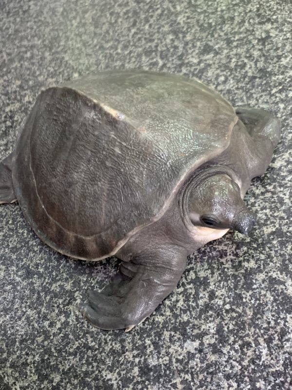 スッポンモドキ 甲長18cm Terra スッポンモドキ 甲長18cm Terra