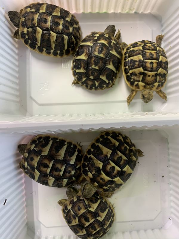 ニシヘルマンリクガメ サルディーニャ島 Terra