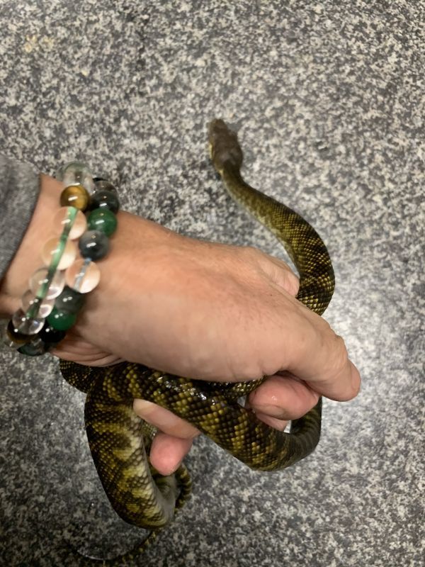 モルカンパイソン ベビー Terra