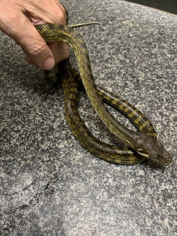 モルカンパイソン ベビー Terra