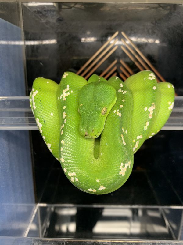 グリーンパイソン アルー Terra