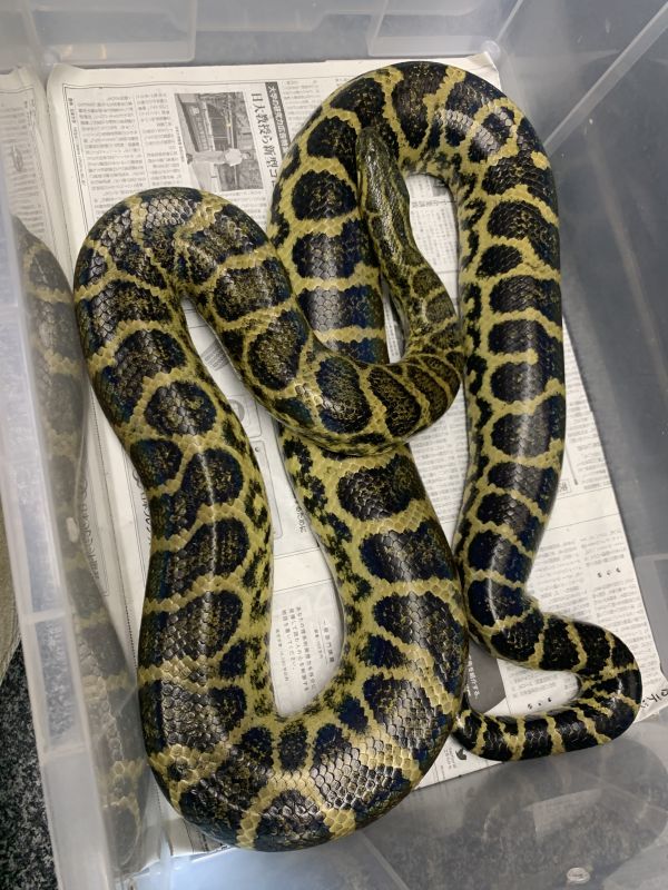 イエローアナコンダ 2m Up Terra