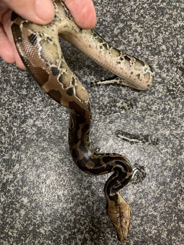 スマトラブラッドパイソン Cb Terra スマトラブラッドパイソン Cb Terra