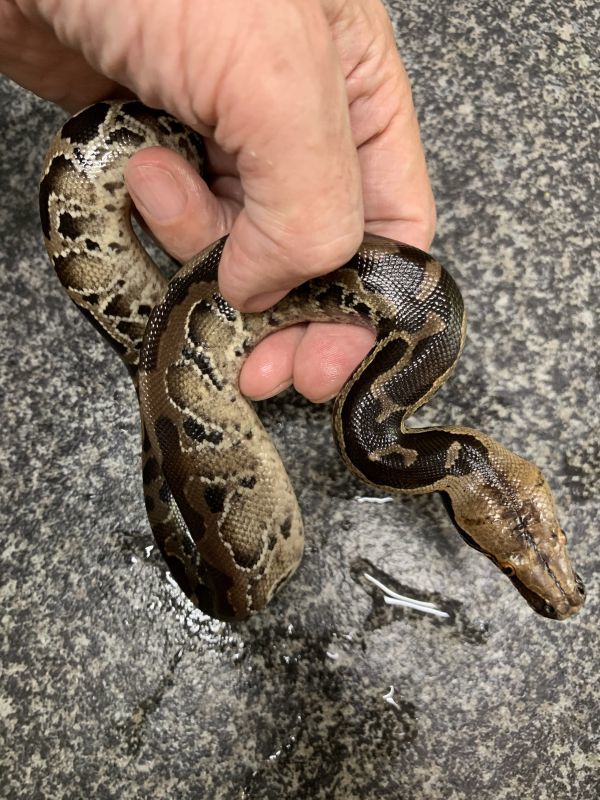 スマトラブラッドパイソン Cb Terra スマトラブラッドパイソン Cb Terra