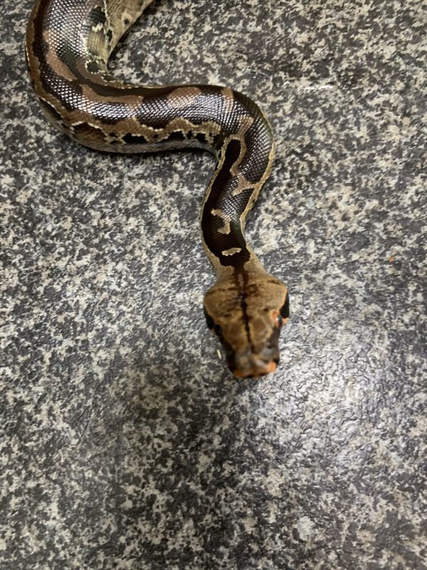 スマトラブラッドパイソン Cb Terra スマトラブラッドパイソン Cb Terra