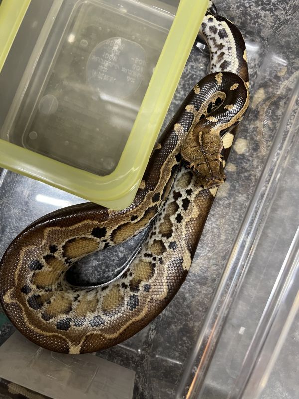 スマトラブラッドパイソン Terra スマトラブラッドパイソン Terra