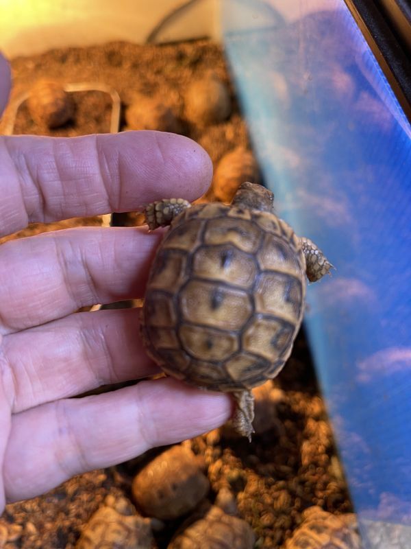 ギリシャリクガメ ベビー Terra