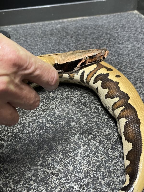 ブラッドパイソン ゴールデンアイ Terra