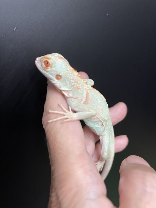 スノーアルビノイグアナ Terra スノーアルビノイグアナ Terra