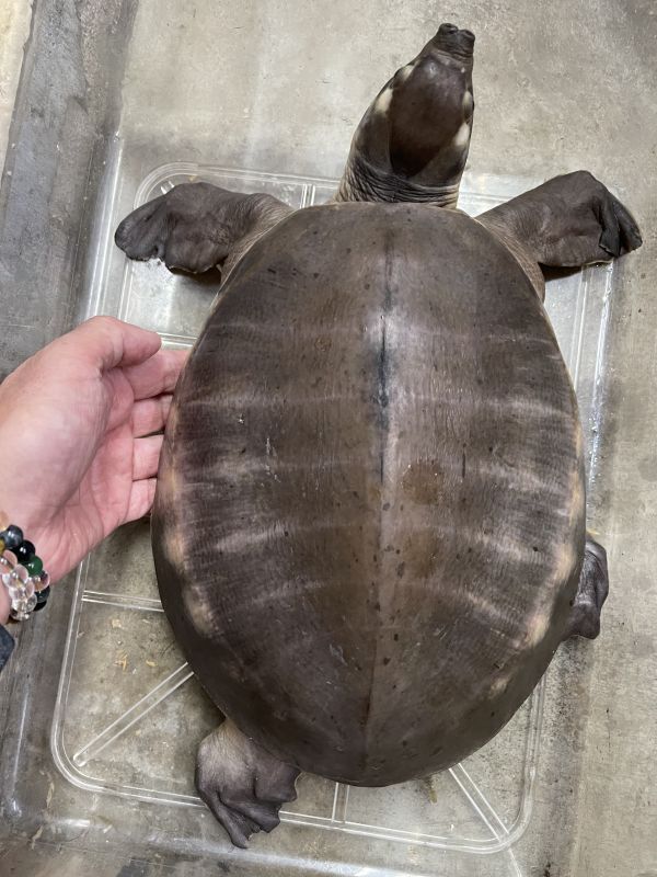 スッポンモドキ甲長28cm Terra