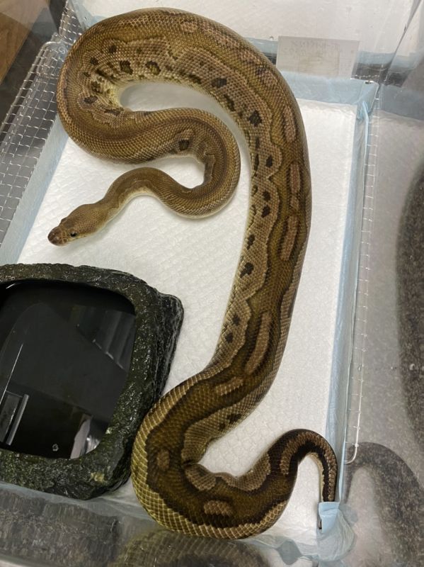 ボールパイソン シナモンクラウン 1550g Terra