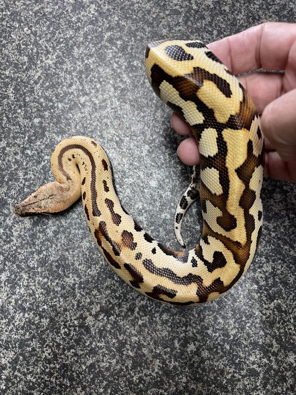 ブラッドパイソン ゴールデンアイ Terra