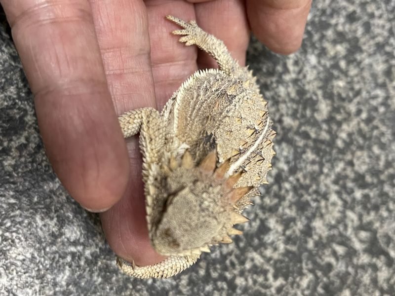 リーガルツノトカゲ Phrynosoma Solare Terra