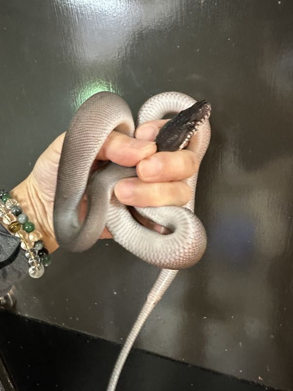 アルバーティスパイソンキミカブラック 高級錦蛇 研究 骨格標本 舐めし